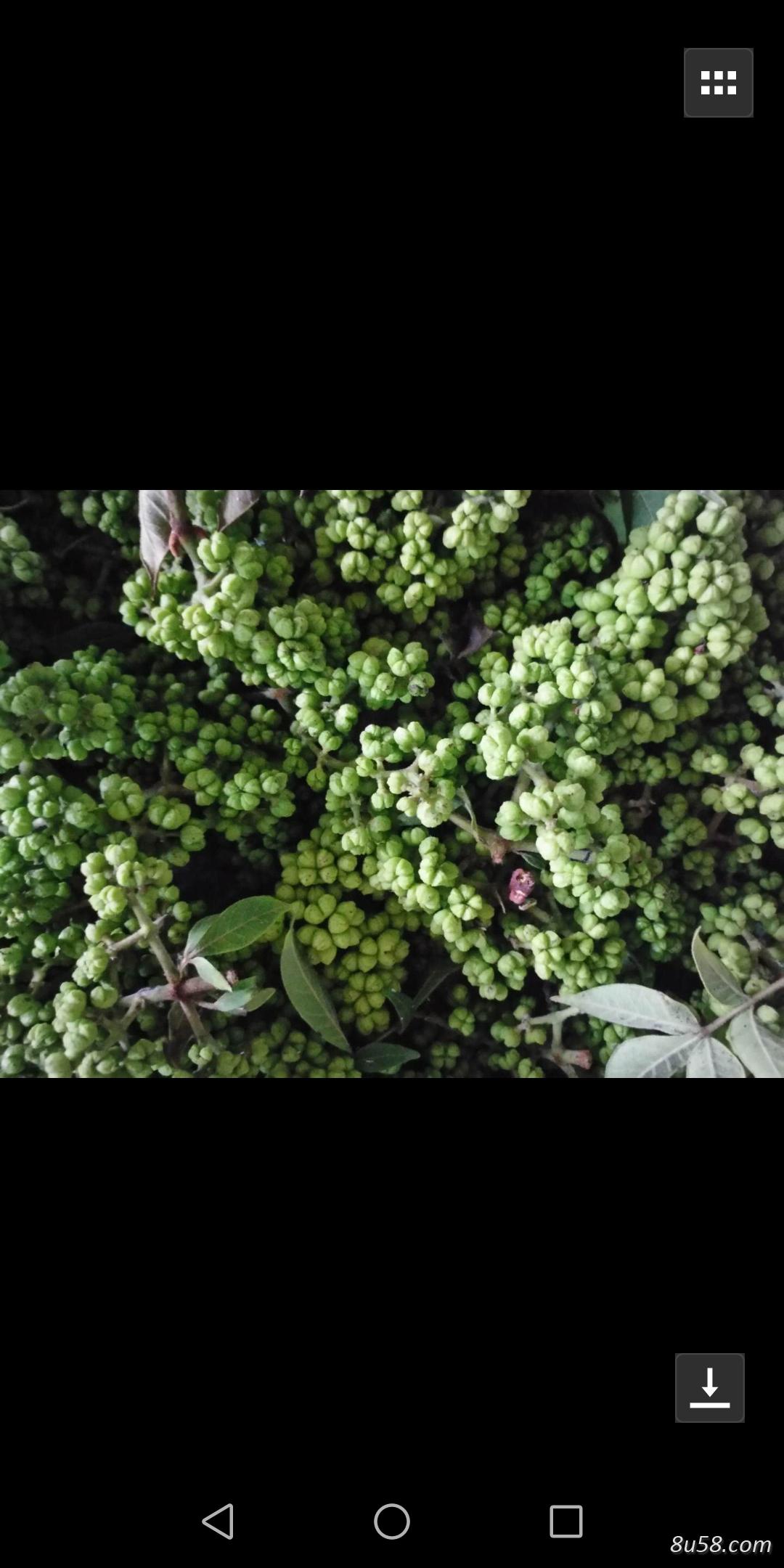 卖吴茱萸（中花）一万斤