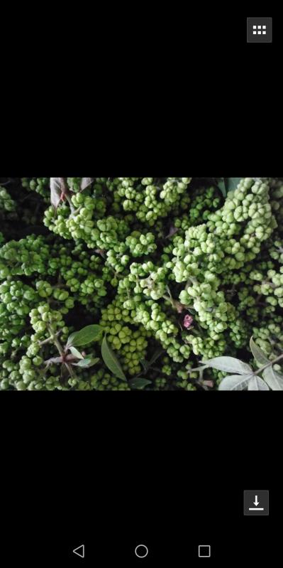 卖吴茱萸（中花）一万斤