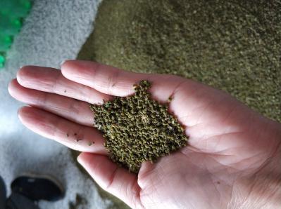 吴茱萸