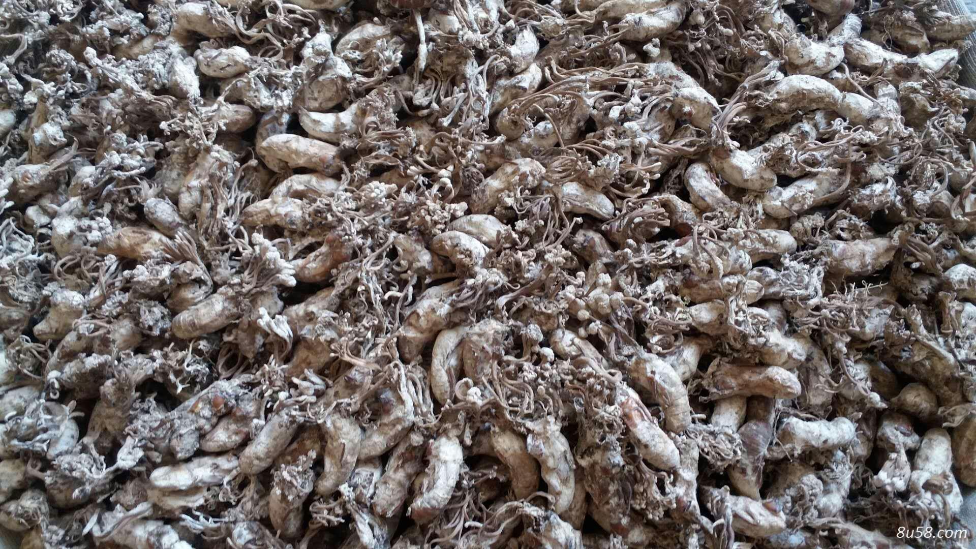 神奇药材，功同虫草，销售野生金蝉花
