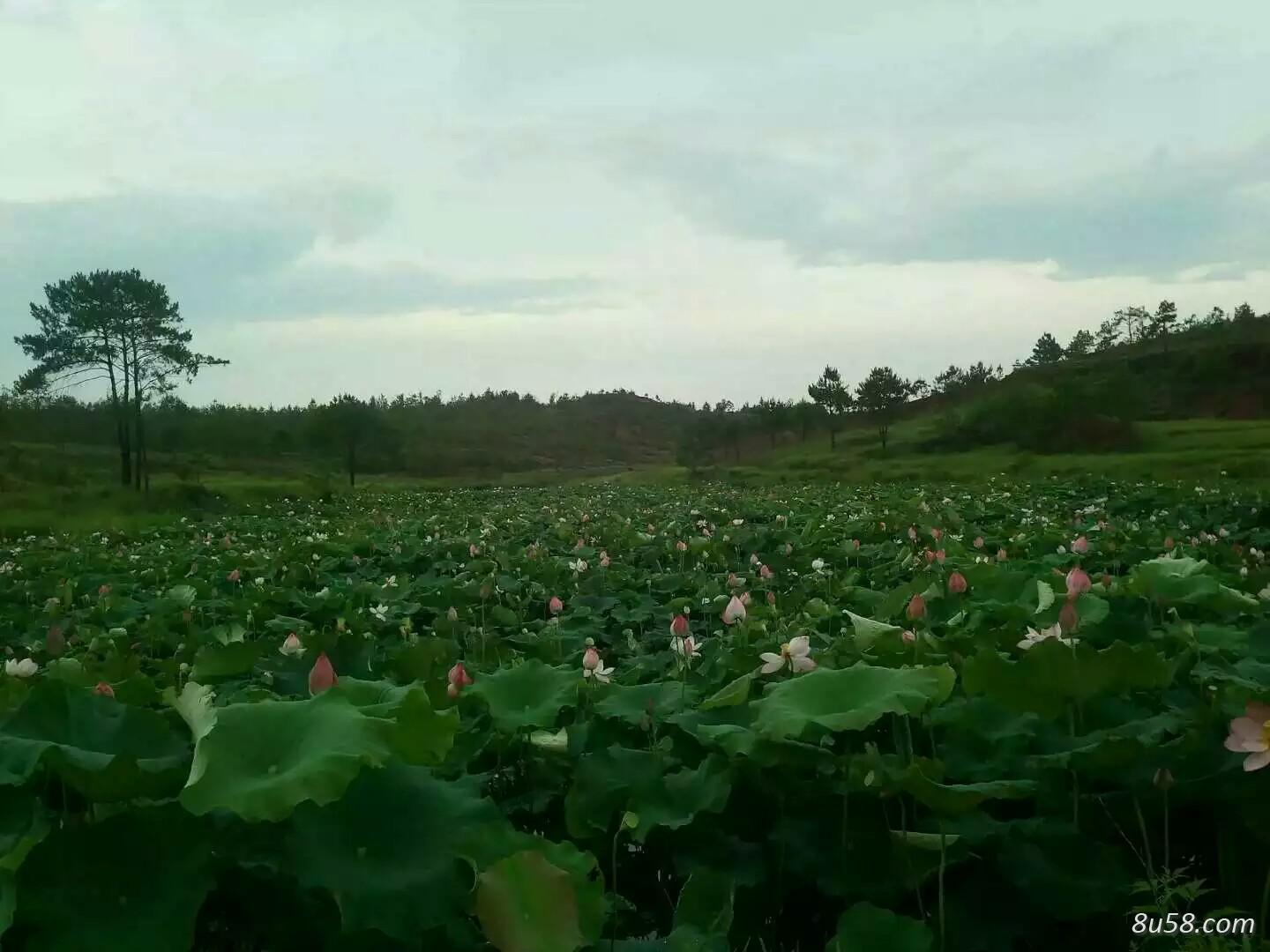 莲子莲蓬批发