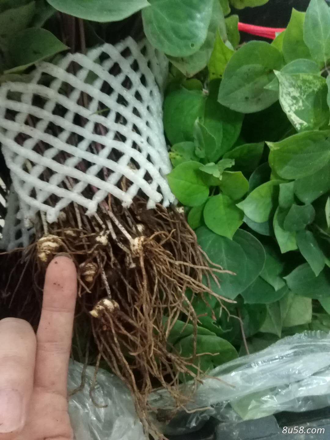 滇重楼苗出售