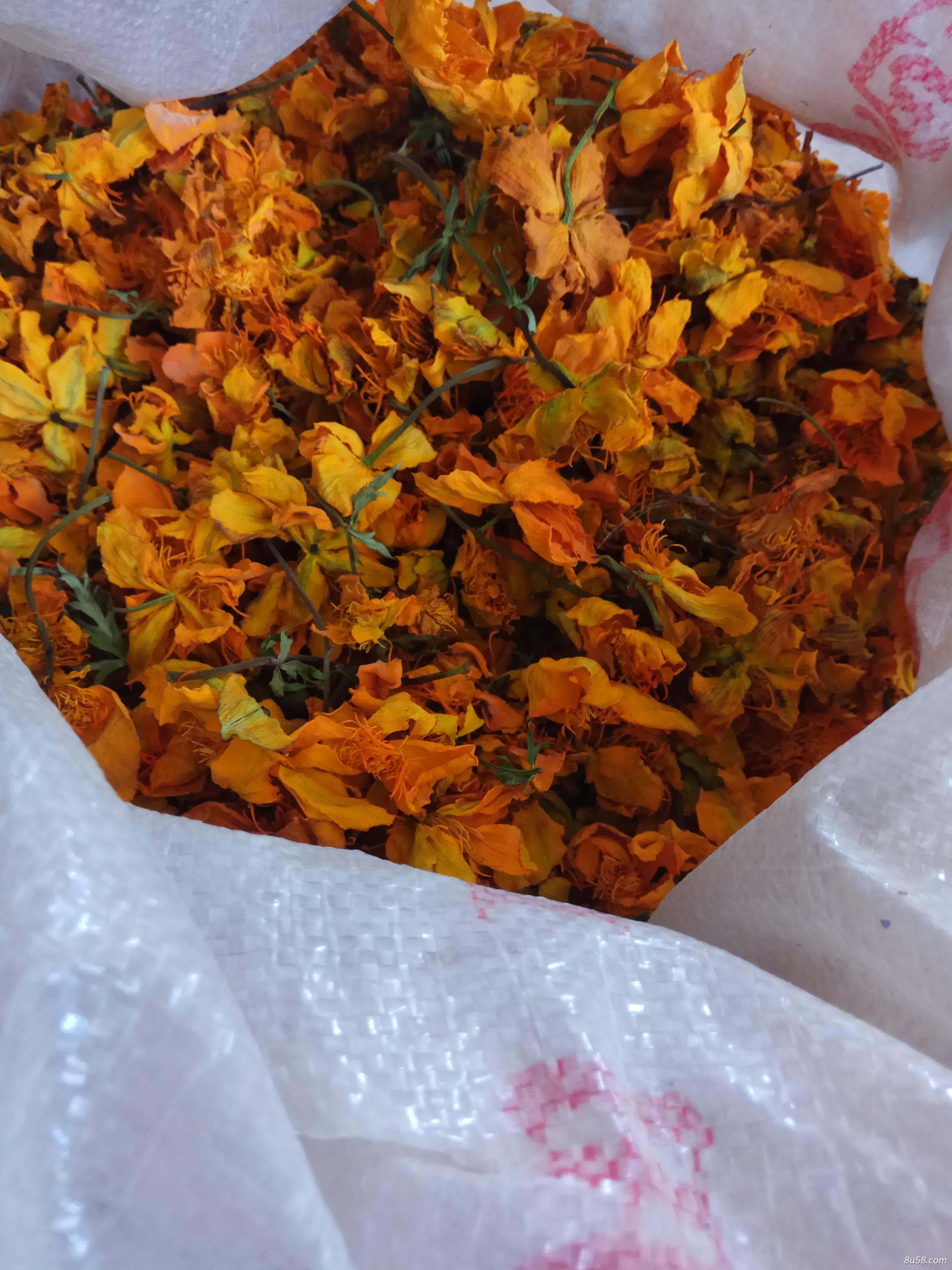 大量出售金连花茶花