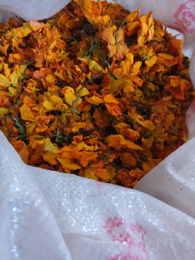 大量出售金连花茶花