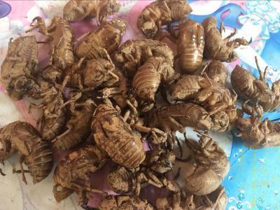 蝉壳，河南省唐河县上屯镇蝉壳100斤求收购