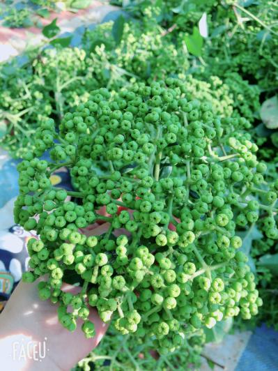 吴茱萸中花种苗