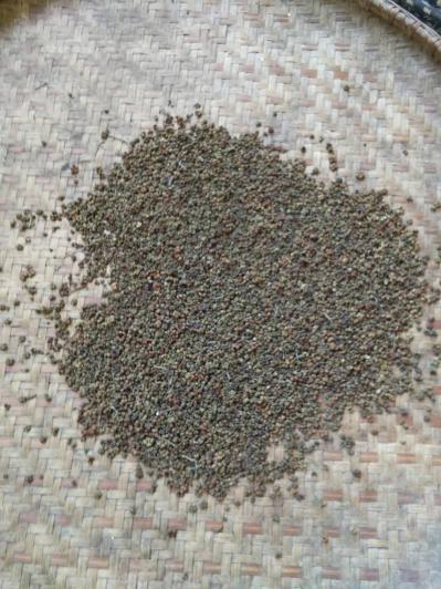 出售：江西中花统货 正宗野生吴茱萸（辣米）500公斤/200