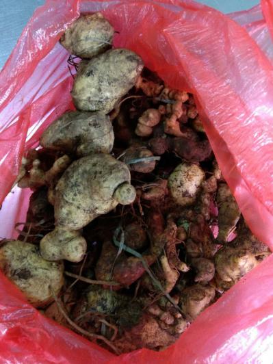 大量出售黄精
