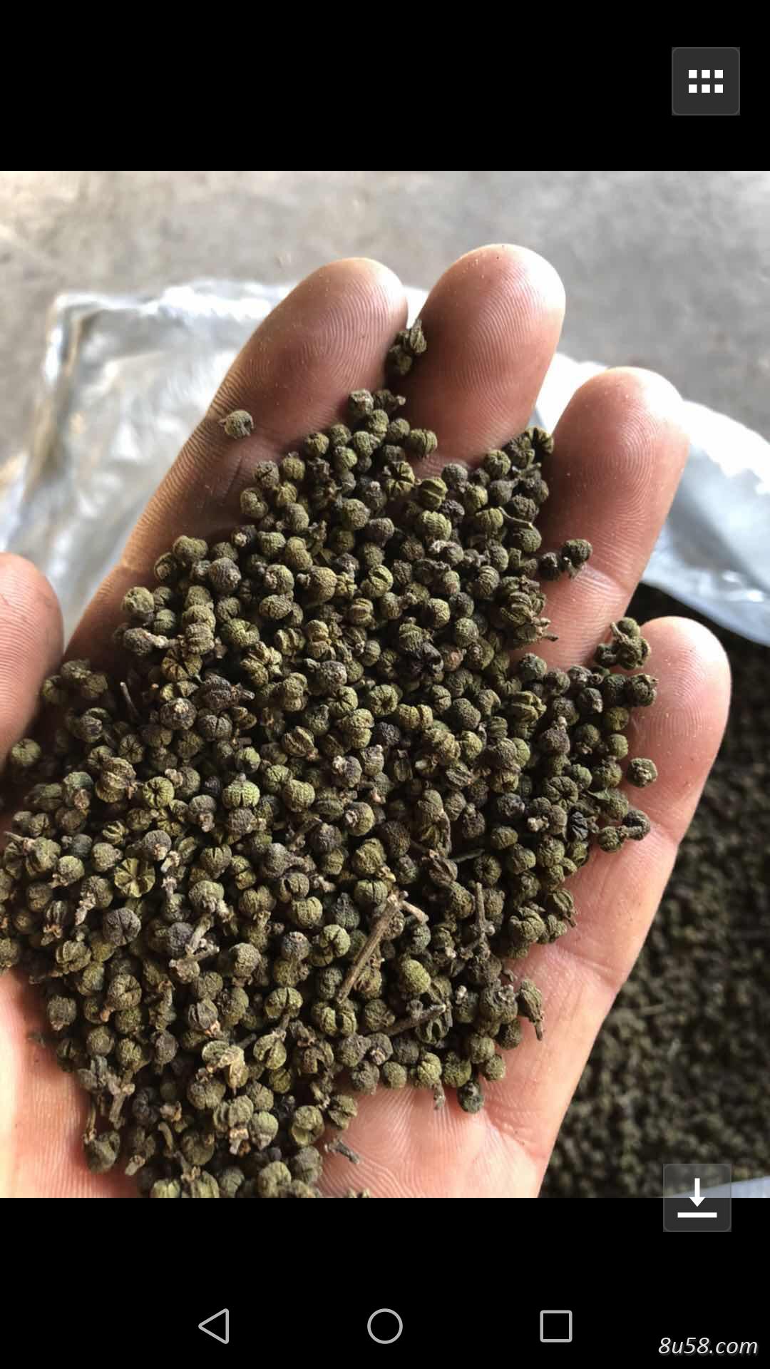 中花吴茱萸出售2000千克