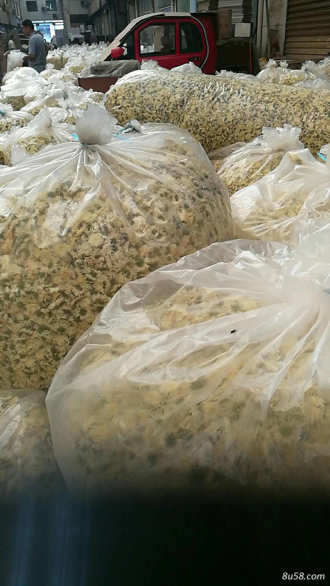 安徽七月贡菊花