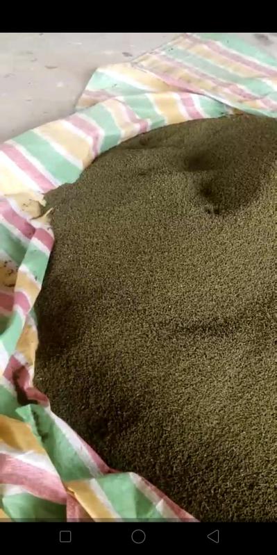 中花吴茱萸
