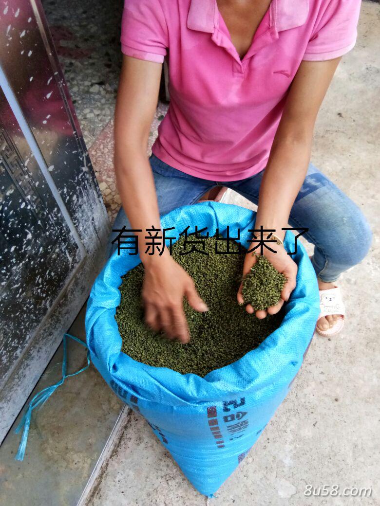 吴茱萸