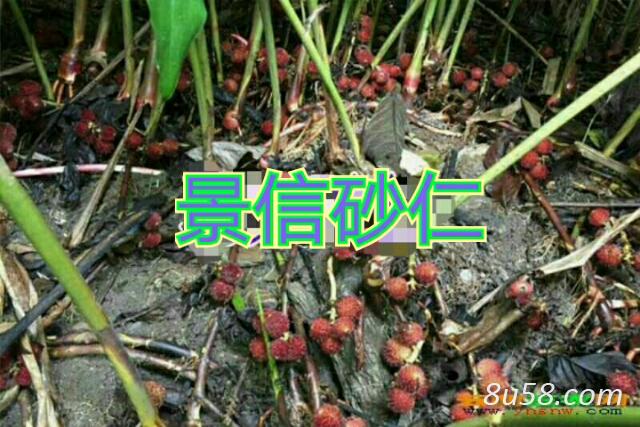 出售阳春砂仁鲜果