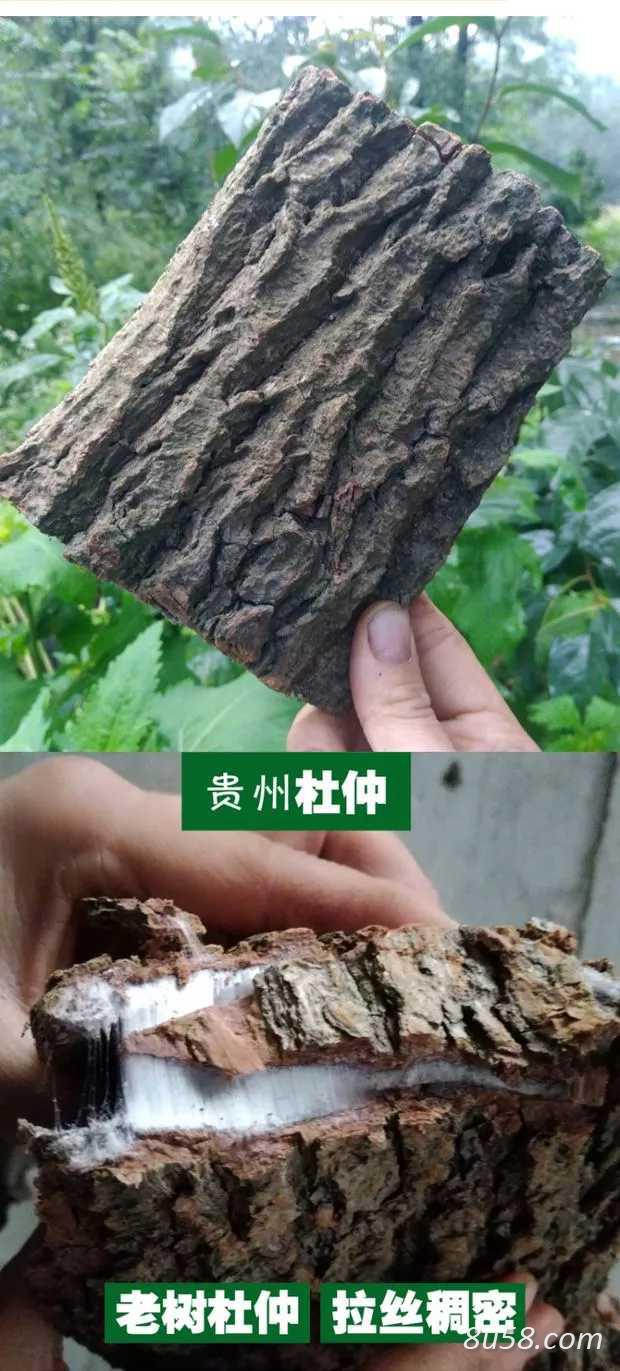 杜仲皮20年以上树龄