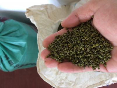 中花吴茱萸