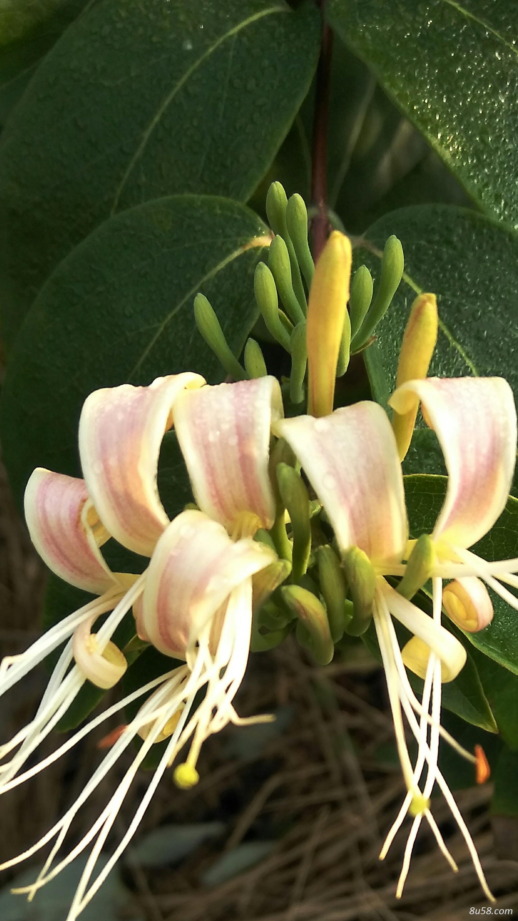 野生金银花