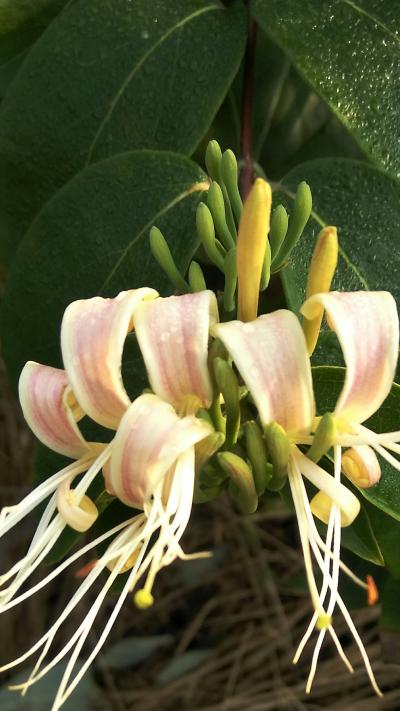 野生金银花