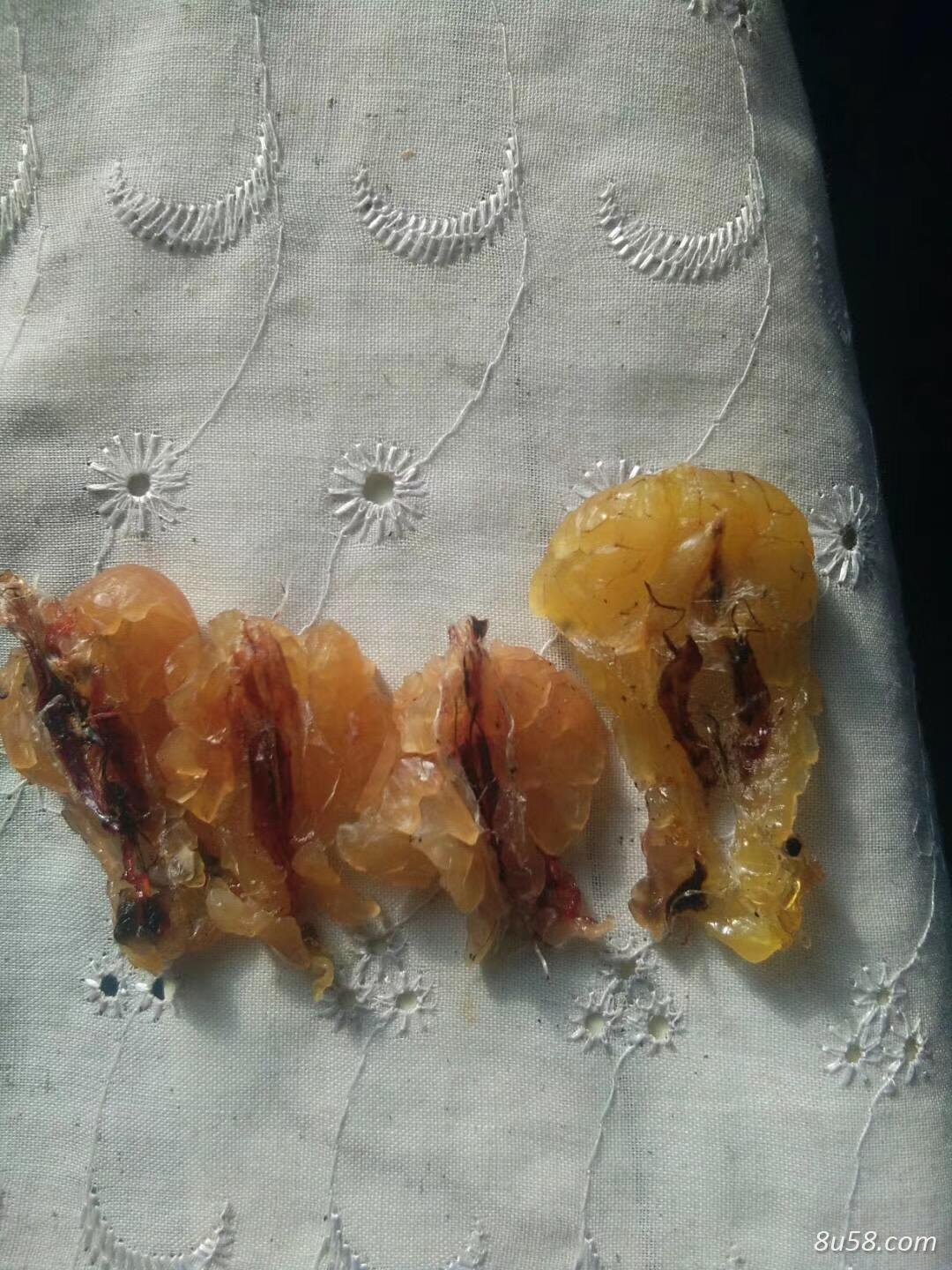 长白山林区东北林蛙油（蛤蟆油）
