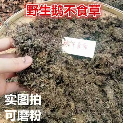 野生鹅不食草
