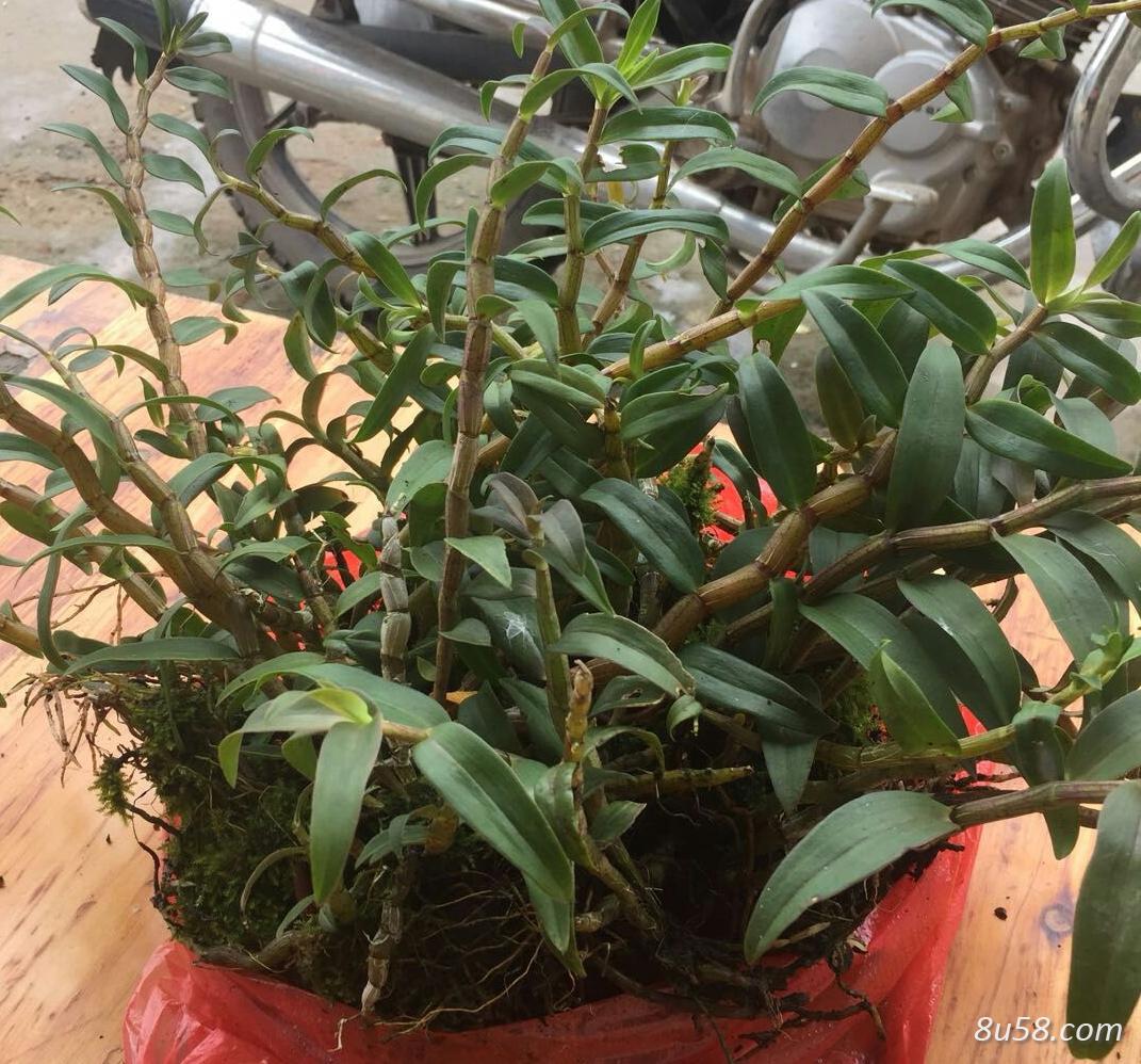铁皮石斛红杆大苗
