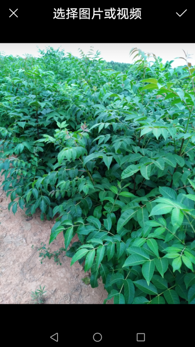 吴茱萸中花苗，杂交中花苗（特征生长快抗病力强产量高寿命长）