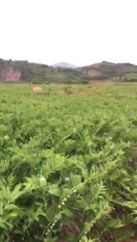 湖南郴州大量新鲜玉竹供应 湖南郴州大量新鲜玉竹供应
