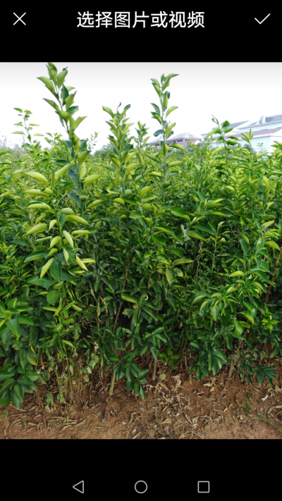 枳壳树苗2年苗
