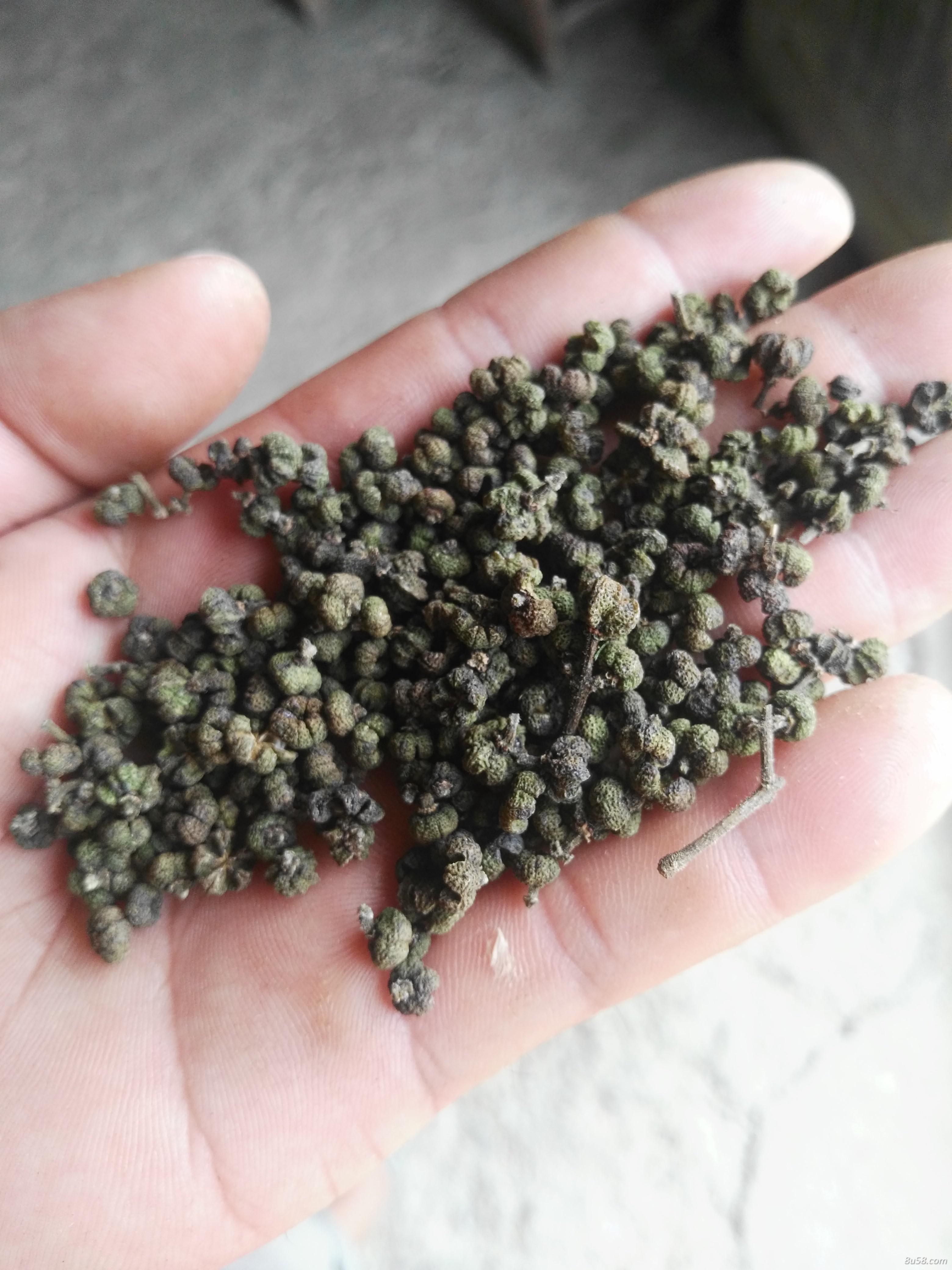 出售吴茱萸