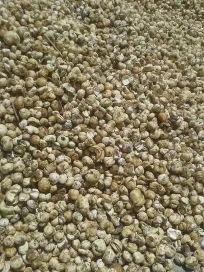 出售：新疆伊犁家种贝母