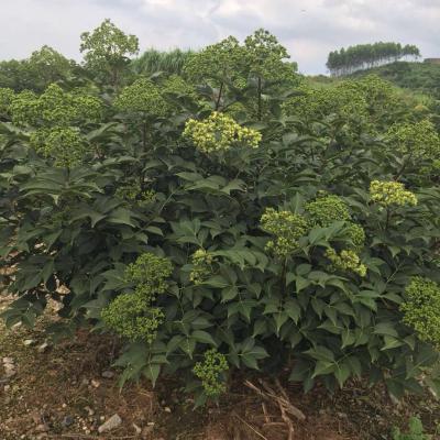 中花吴茱萸