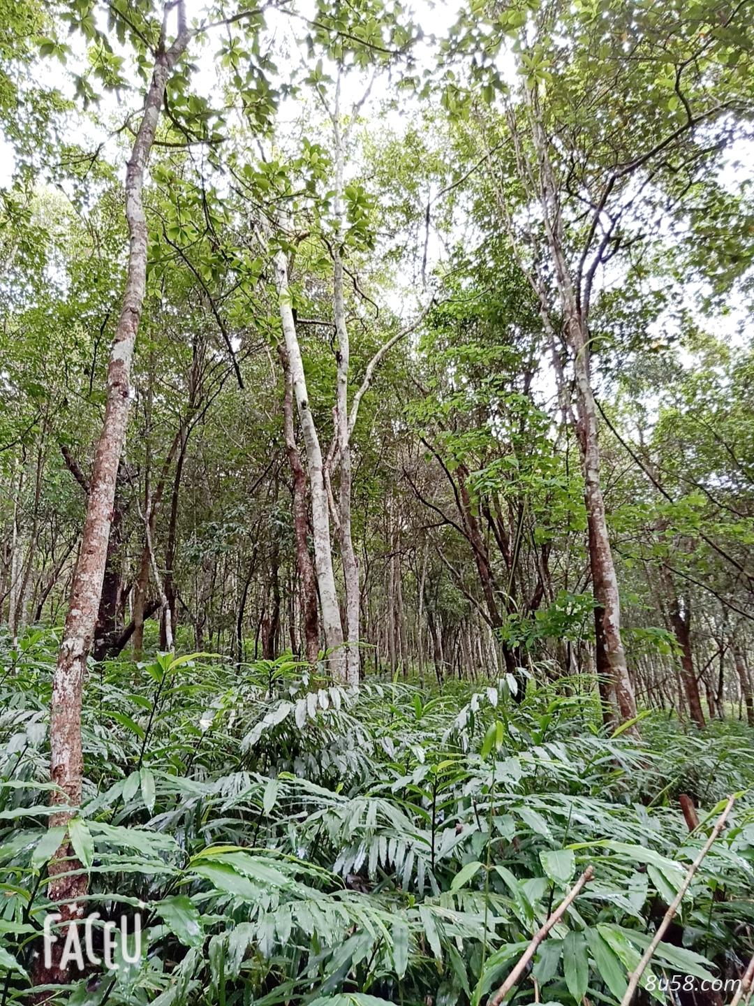 阳春砂老品种1号“满地红”,投资少,产量高,种植简单,管理粗放,是林地种植药材不错的选择,种植一次,收益可达50多年,,欢迎实地考察订苗 阳春砂老品种1号“满地红”,投资少,产量高,种植简单,管理粗放,是林地种植药材不错的选择,种植一次,收益可达50多年,,欢迎实地考察订苗