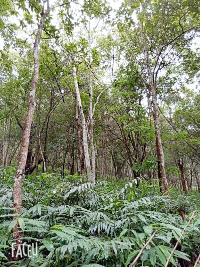 阳春砂老品种1号“满地红”，投资少，产量高，种植简单，管理粗放，是林地种植药材不错的选择，种植一次，收益可达50多年，，欢迎实地考察订苗
