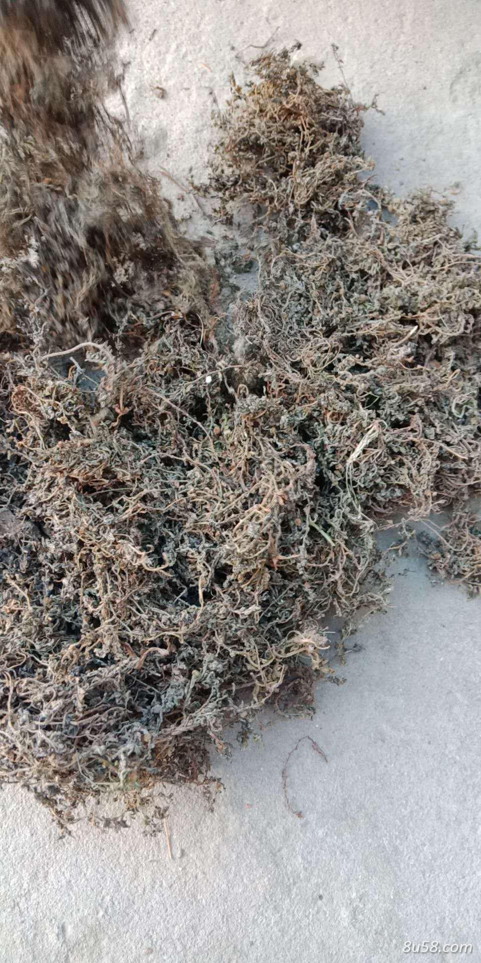 鹅不食草大量供应