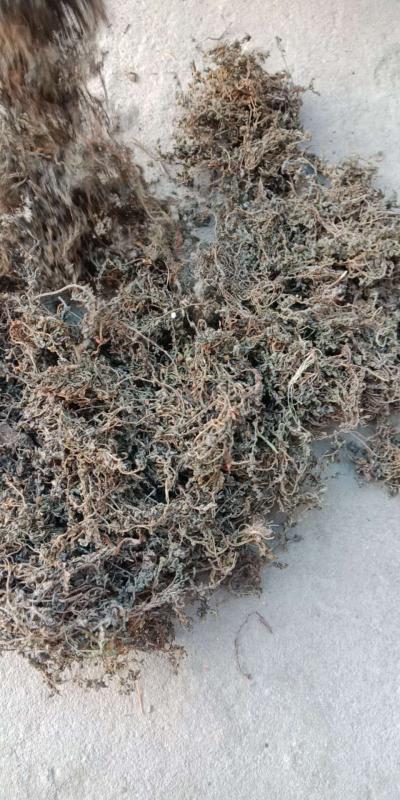 鹅不食草大量供应