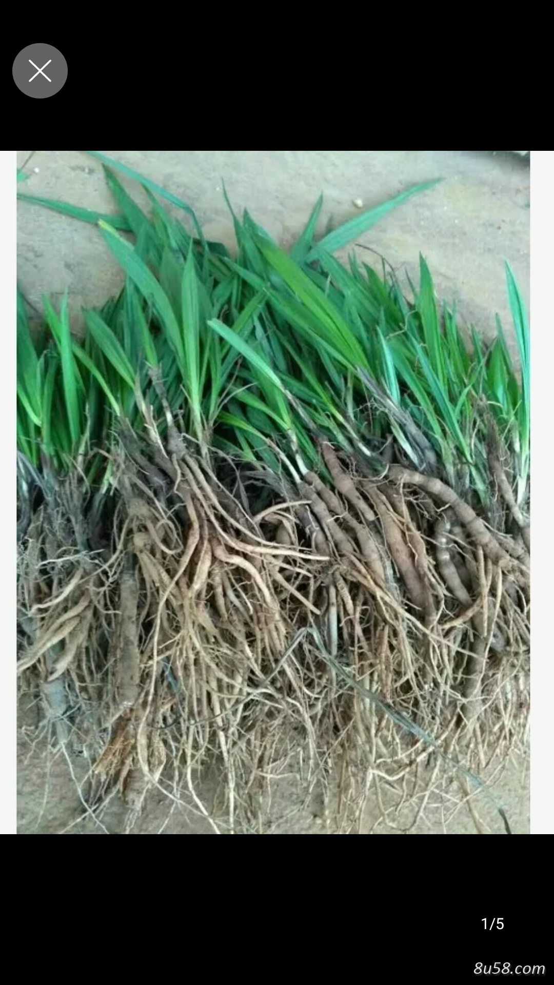 野生仙茅