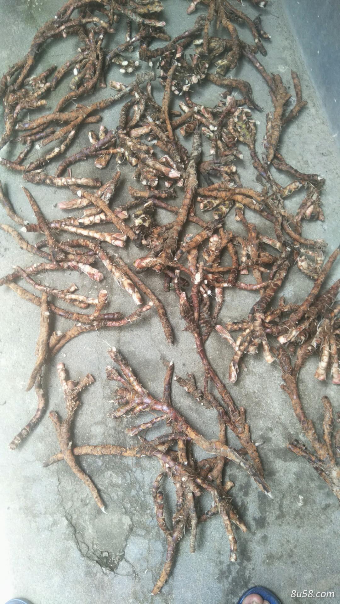 大量供应江西石菖蒲 大量供应江西石菖蒲