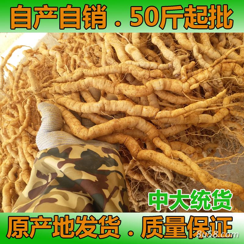 新鲜巴戟天批发，巴戟天批发，鸡肠风，巴戟批发，郁南巴戟