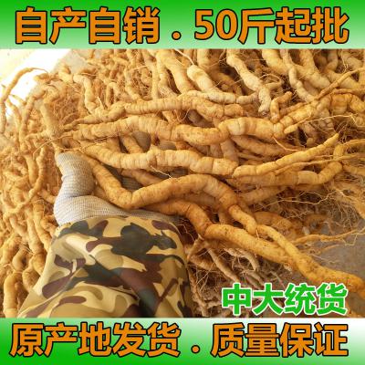 新鲜巴戟天批发，巴戟天批发，鸡肠风，巴戟批发，郁南巴戟