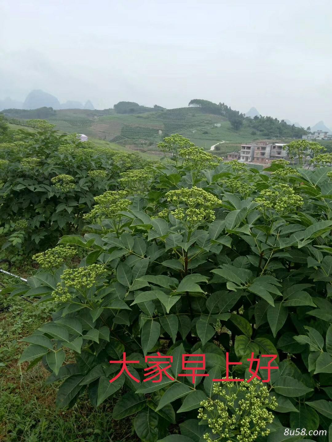 吴茱萸