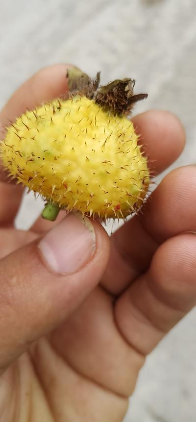 刺梨发货