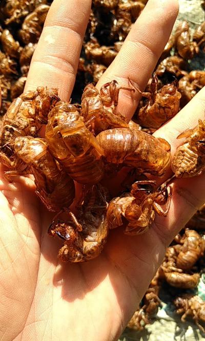 水洗蝉蜕