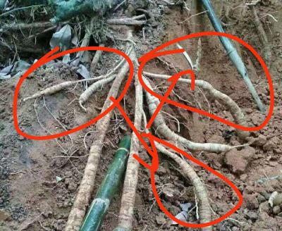 牛大力种植基地提供优质种植5年以上的牛大力大薯，价格实惠