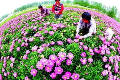 优质鲜白芍芽