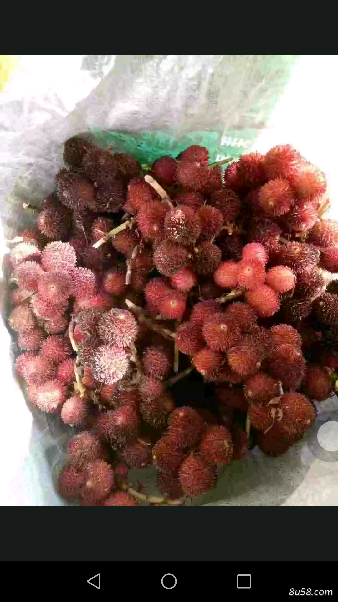 阳春砂仁供应