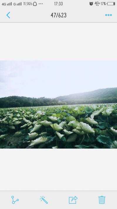 湖北千亩野生荷叶售卖