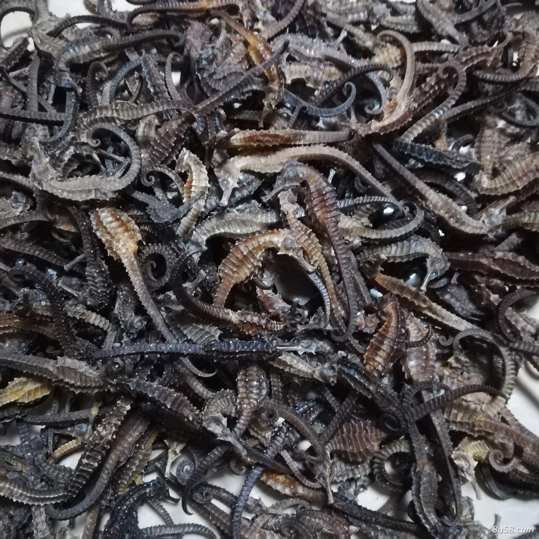 长期批发三斑海马