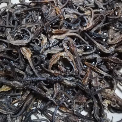 长期批发三斑海马