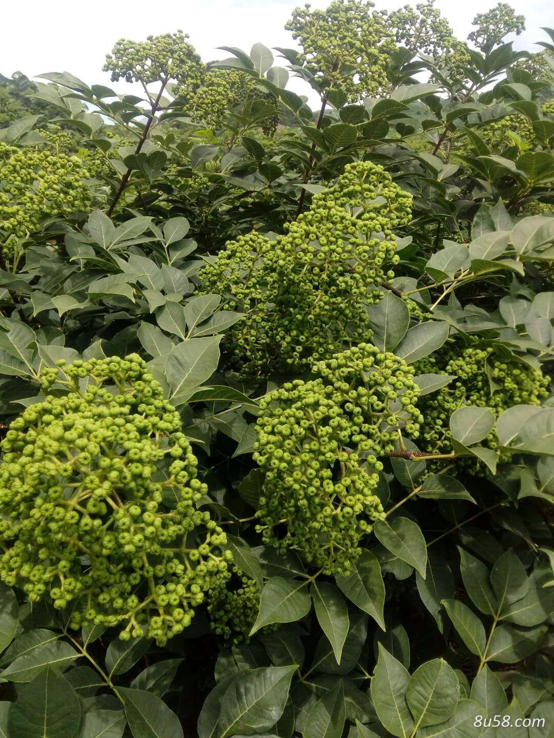 高产量中花吴茱萸枝条出售 高产量中花吴茱萸枝条出售