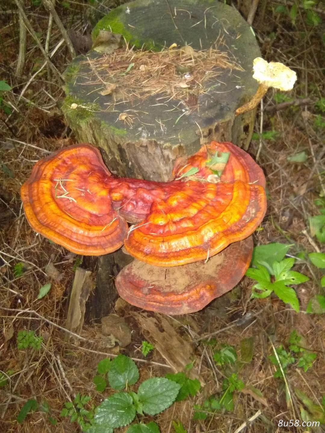 纯野生灵芝