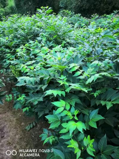 种植吴茱萸秧苗（中花）是脱贫治富的第一项目，同种秧苗已结果